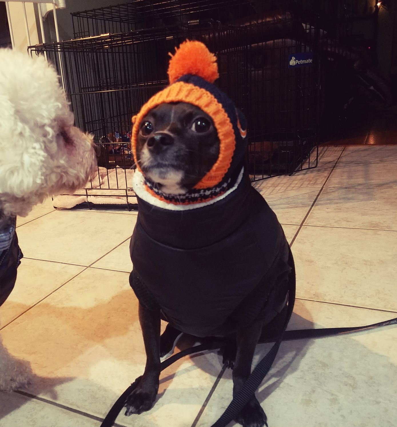 The Times Cutest Pets of Winter 2018